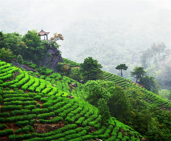  老家河南网-商城：茶山新雨后 翠屏画初秋